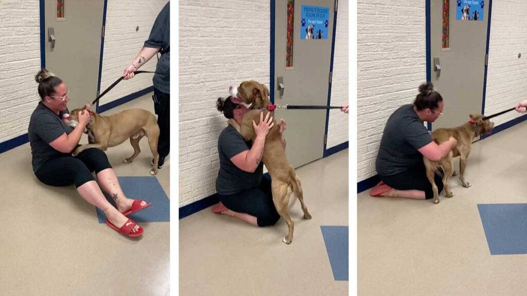 Emotivo reencuentro: Perro se reúne con su dueña tras casi 2 años de desaparecido