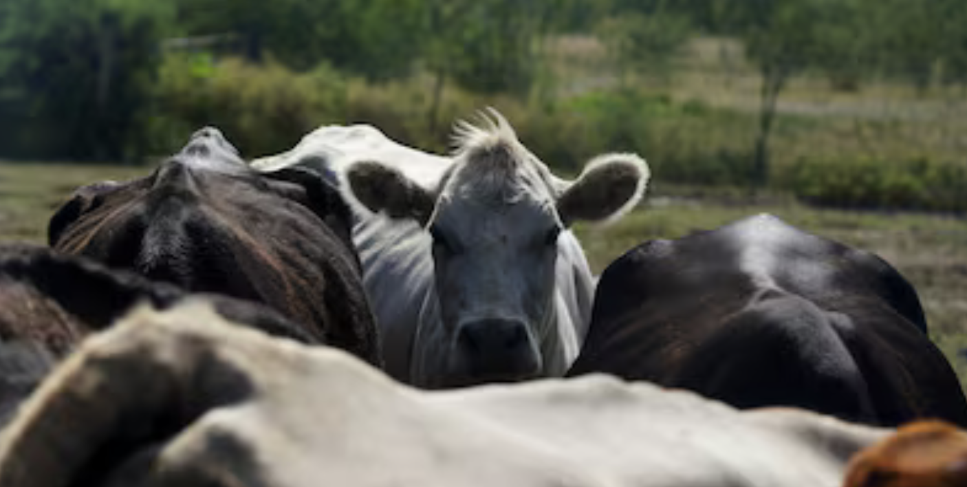 ChatGPT dijo:EE.UU. mantiene cerrada la frontera al ganado mexicano